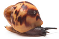 Archachatina marginata eduardi typ 1 adult
